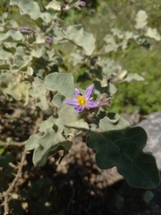 Solanum tomentosum