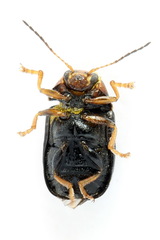Cryptocephalus decemmaculatus