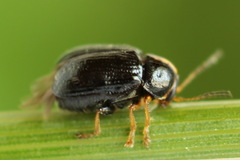 Cryptocephalus decemmaculatus
