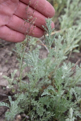 Artemisia nitrosa