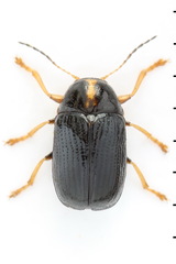 Cryptocephalus decemmaculatus