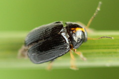 Cryptocephalus decemmaculatus