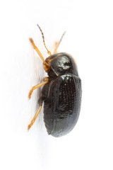 Cryptocephalus decemmaculatus