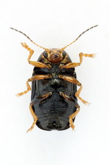 Cryptocephalus decemmaculatus