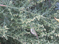 Artemisia abrotanum