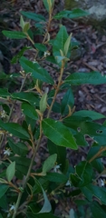 Asterolasia correifolia