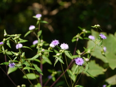 Phyllocephalum scabridum