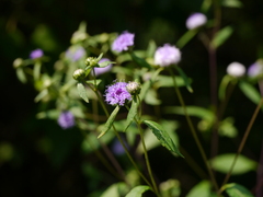 Phyllocephalum scabridum