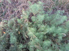 Artemisia abrotanum