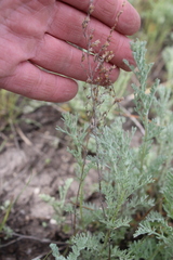 Artemisia nitrosa
