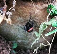 Steatoda paykulliana