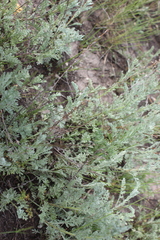 Artemisia nitrosa