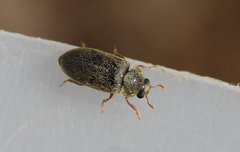 Byturus ochraceus