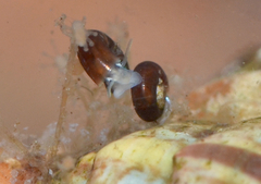 Skeneopsis planorbis