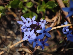 Pentanisia schweinfurthii