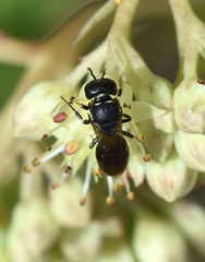 Hylaeus