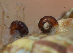 Skeneopsis planorbis