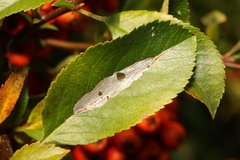 Phyllonorycter leucographella