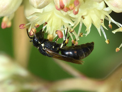 Hylaeus