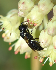 Hylaeus