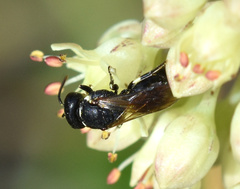 Hylaeus