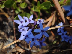 Pentanisia schweinfurthii