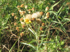 Jacobaea paludosa lanata