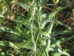 Jacobaea paludosa lanata