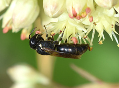 Hylaeus