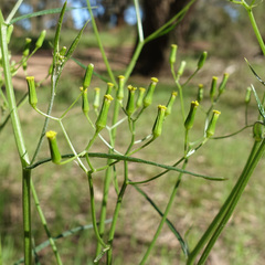 Senecio phelleus