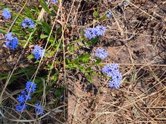 Pentanisia schweinfurthii