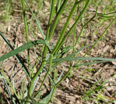 Senecio phelleus
