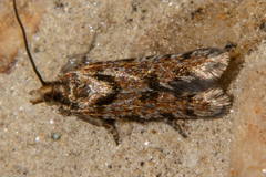 Eurythecta zelaea