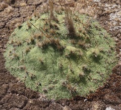 Azorella diapensioides