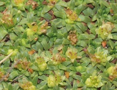 Azorella diapensioides