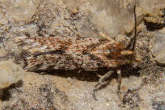 Eurythecta zelaea