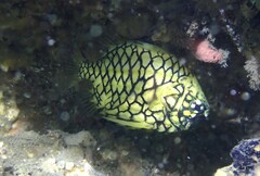 Cleidopus gloriamaris