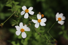 Bidens aurea