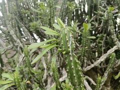 Euphorbia neriifolia
