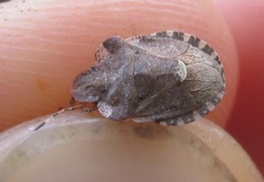 Dyroderes umbraculatus