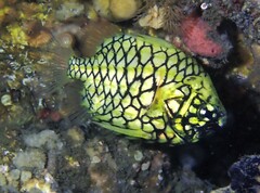 Cleidopus gloriamaris