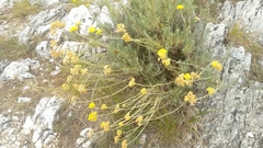 Helichrysum italicum