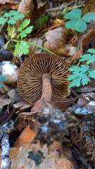 Inosperma cervicolor