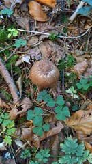 Inosperma cervicolor
