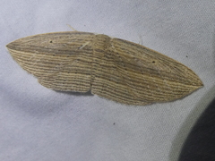 Epiphryne verriculata