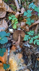 Inosperma cervicolor