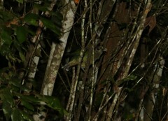 Ailuroedus maculosus