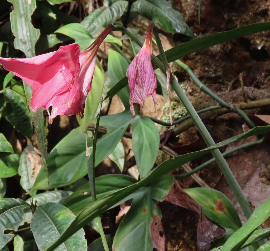 Hippeastrum haywardii