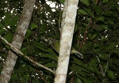 Ailuroedus maculosus