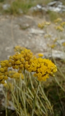 Helichrysum italicum